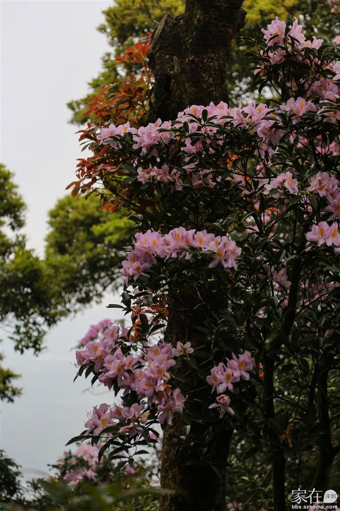 梧桐山毛棉杜鹃