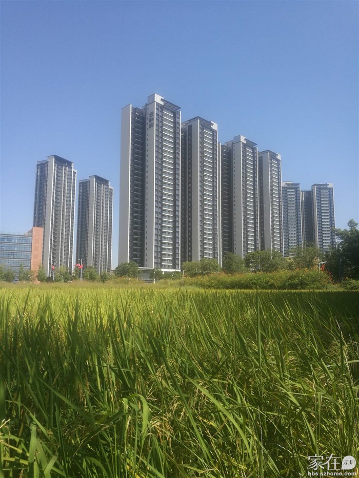 畅游光明成熟的欢乐田园_家在光明 - 家在深圳