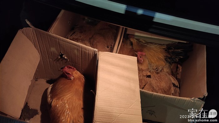 八只土鸡(阉鸡、子鸡各四只)