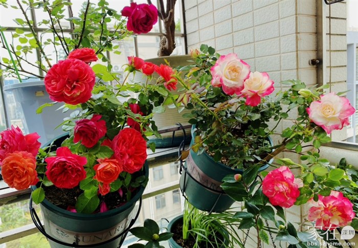 香奈儿阳台、摩洛哥公爵