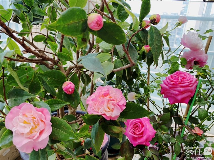 茶花、桃灼蓝天