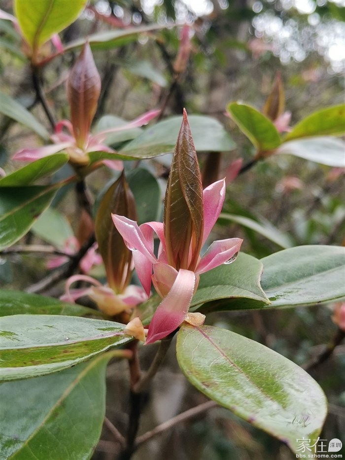 往年这时间沿途粉色的吊钟花还开得很旺，今年这都长叶子了