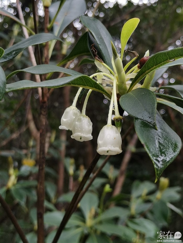 原来上亚婆地路口在透明吊钟花对面，难道是往年顾着拍花没留意？