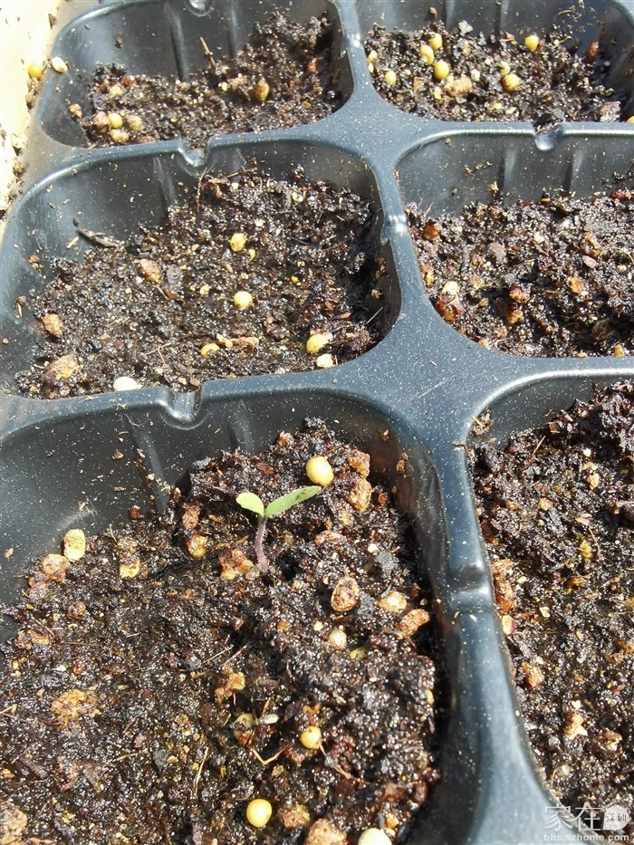 辣椒苗（2月13日播种）