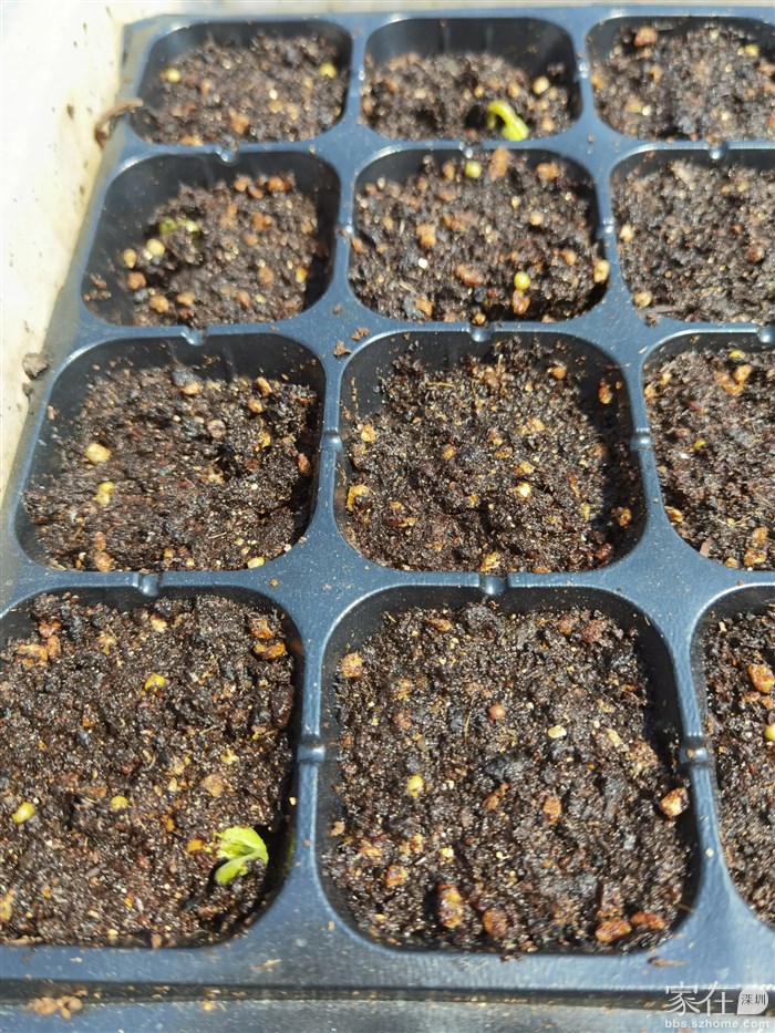 四季豆（2月13日）