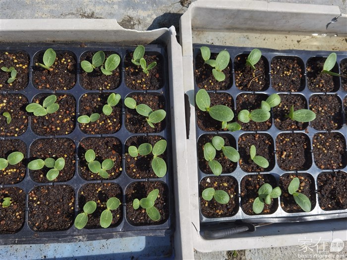西瓜苗（2月9日播种）