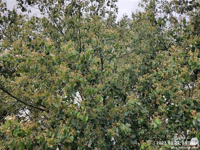 香樟树也到了开花季，太香了。