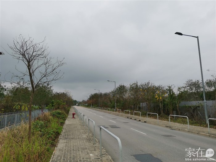 这路边看到好多羊在吃草