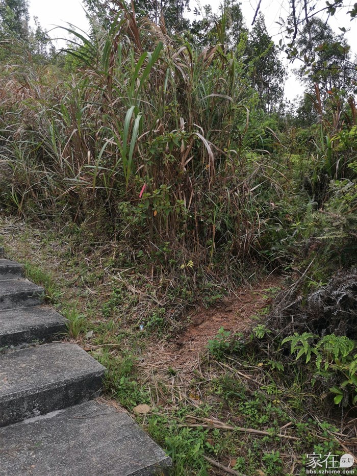留意台阶右边上老鼠岭的野径入口，路口挂有一些丝带