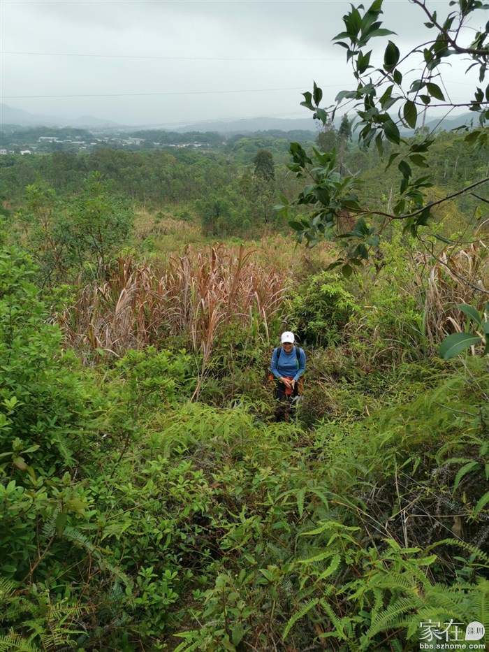 回看，草丛有点高但路径是清晰的