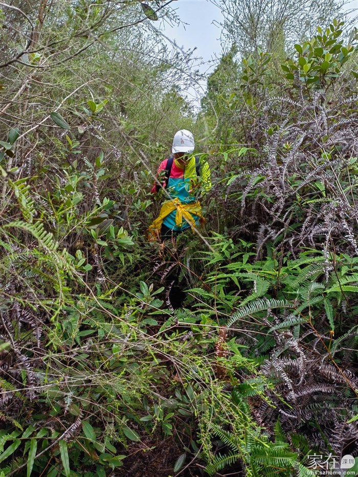有一段草枝比人还高，小心别被刮到，路径同样是很清晰的
