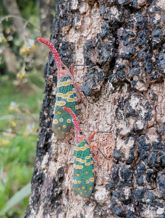 是春天的原因吗？龙眼树上很容易就找到龙眼鸡，且好多对一双双的