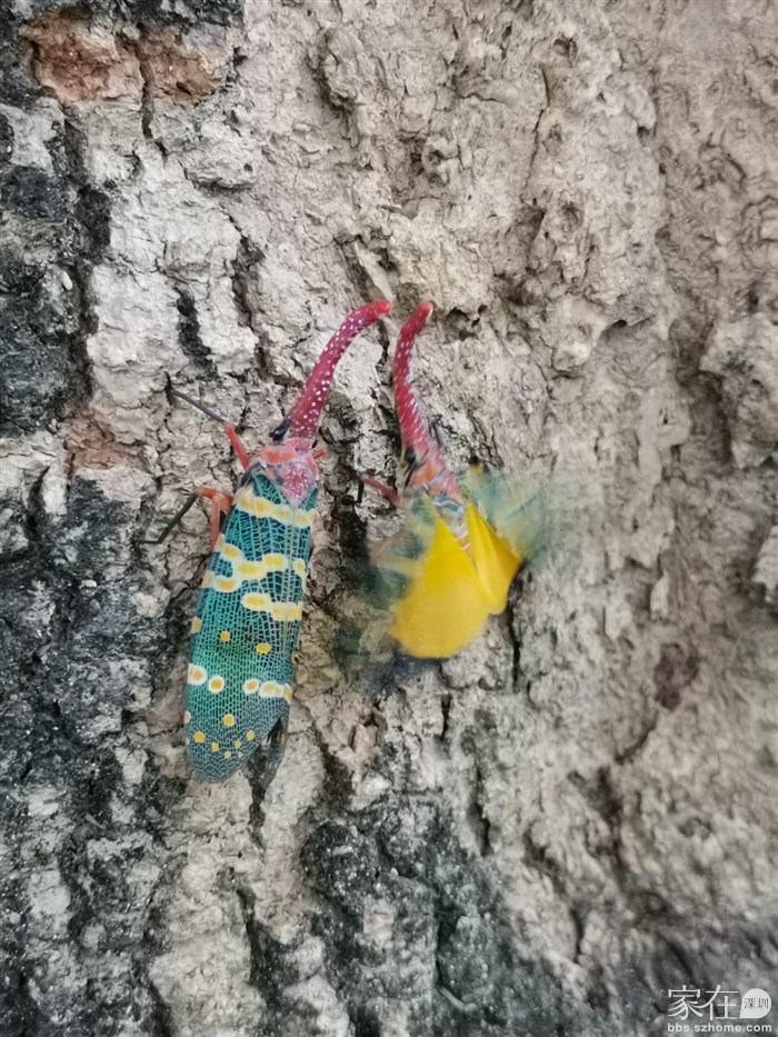 难得看到它振翅，没想到外衣漂亮，这纯黄的内衬也很美