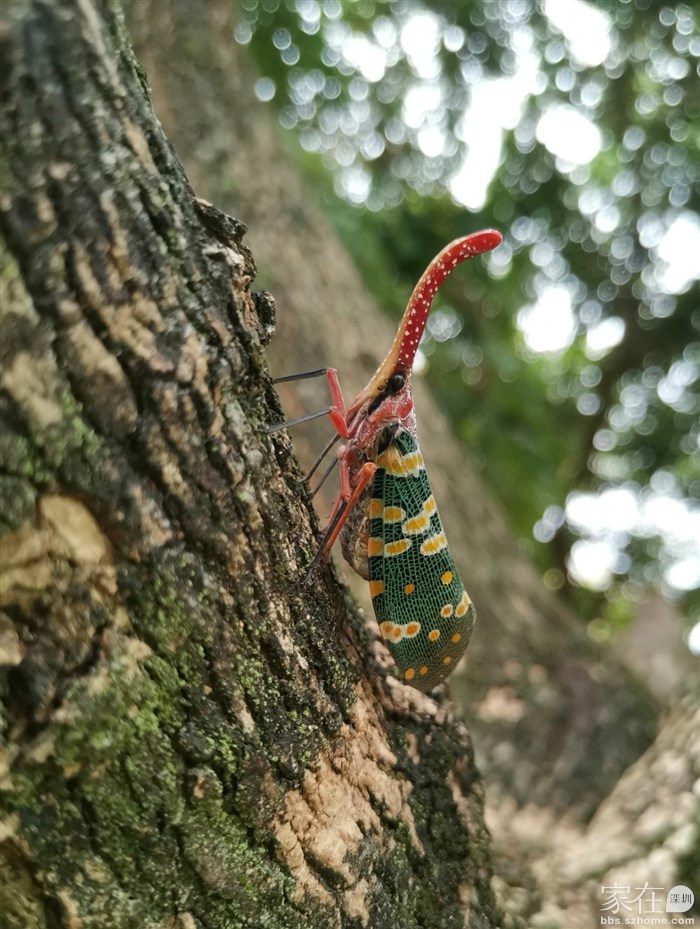 这落单的是在等同伴吗？