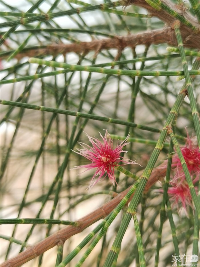 木麻黄的花是红色的哟