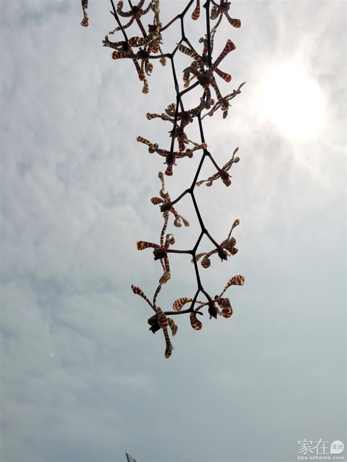 看到好几种漂亮的兰花，很高不好拍