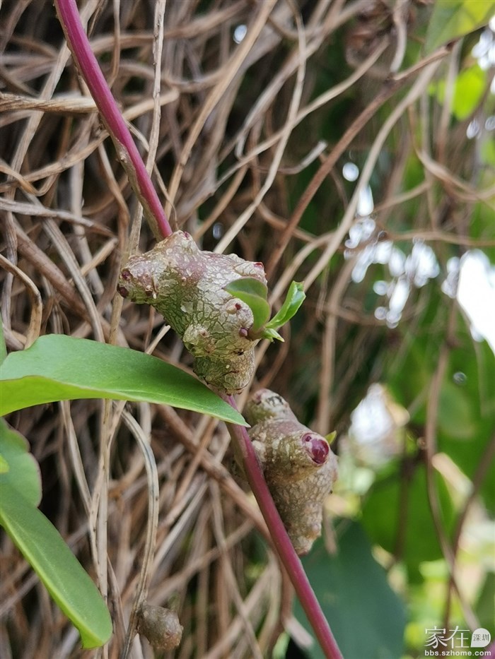 田边看到藤生的田七，菜田有菜农在的，可现摘现买