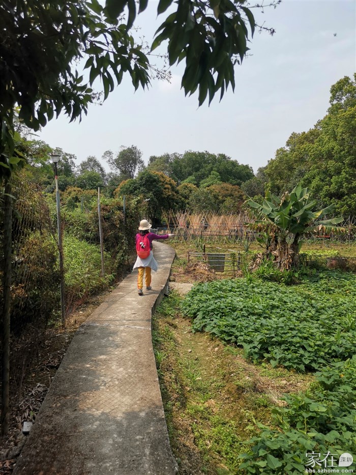 喜欢这样的田边小径
