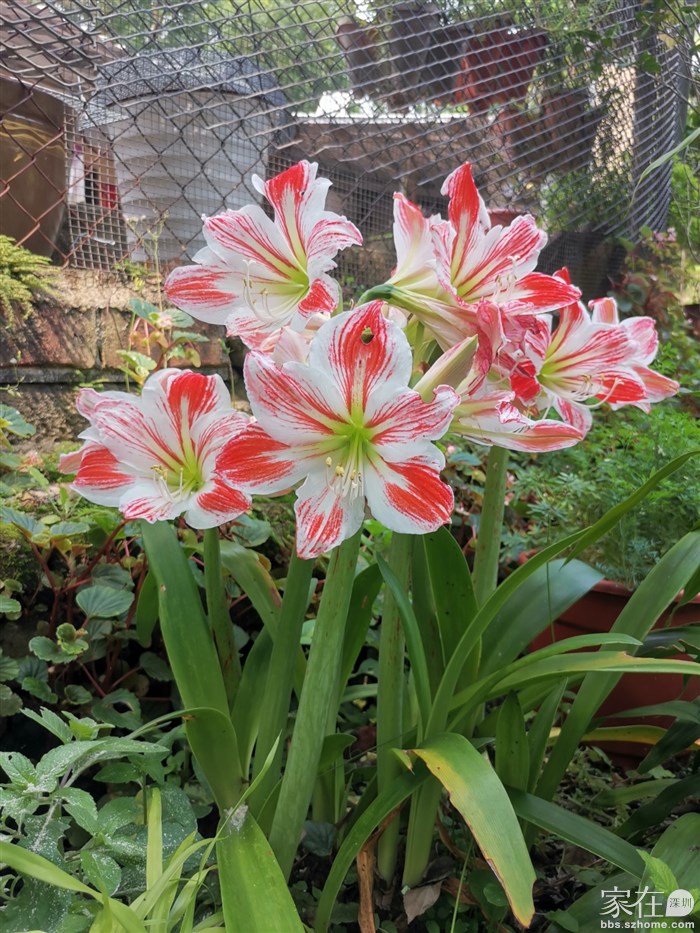 田边村民家种的花