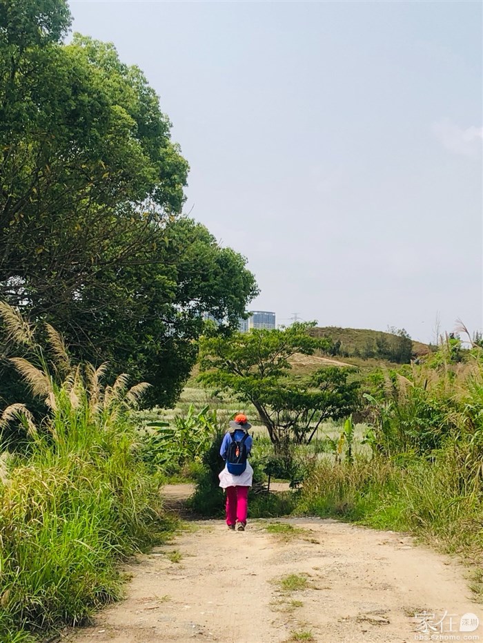 前面看到到草了