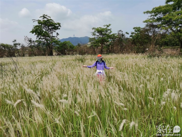 后面是小梧桐电视塔，要走在原有的小径上，小心不要踩到茅草