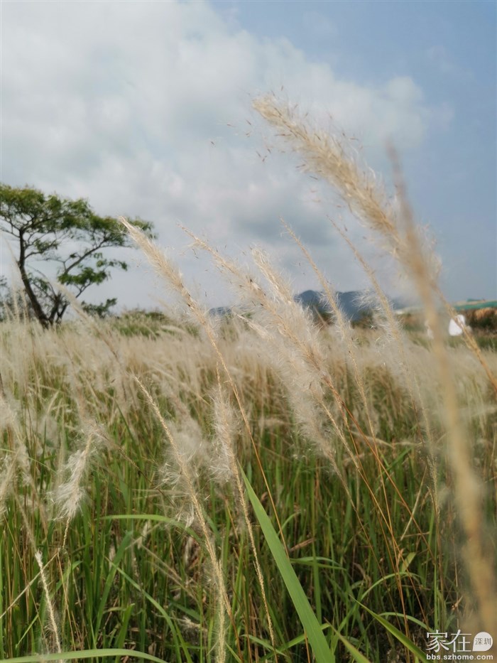 想看的要抓紧，白花开始飘落了