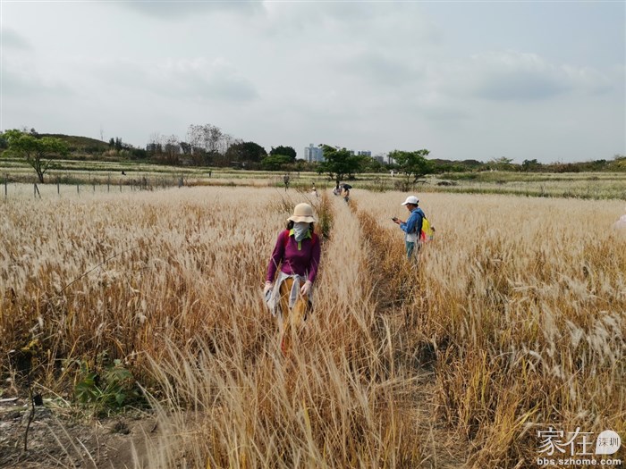有片黄的被铁丝网围了起来，在大路边开了个小门，可以进去看