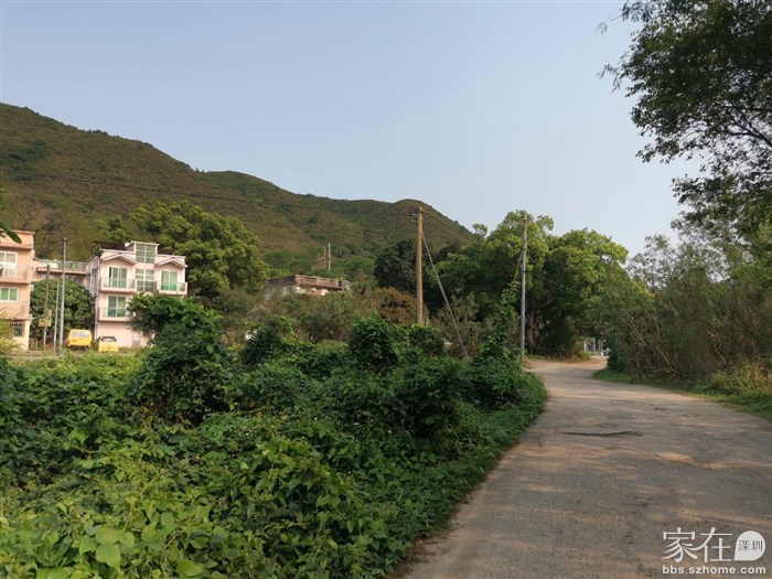 从禾径山村右边绕到村后就会看到樟树群了