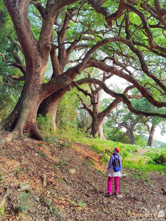 据说最老的有二百多年了