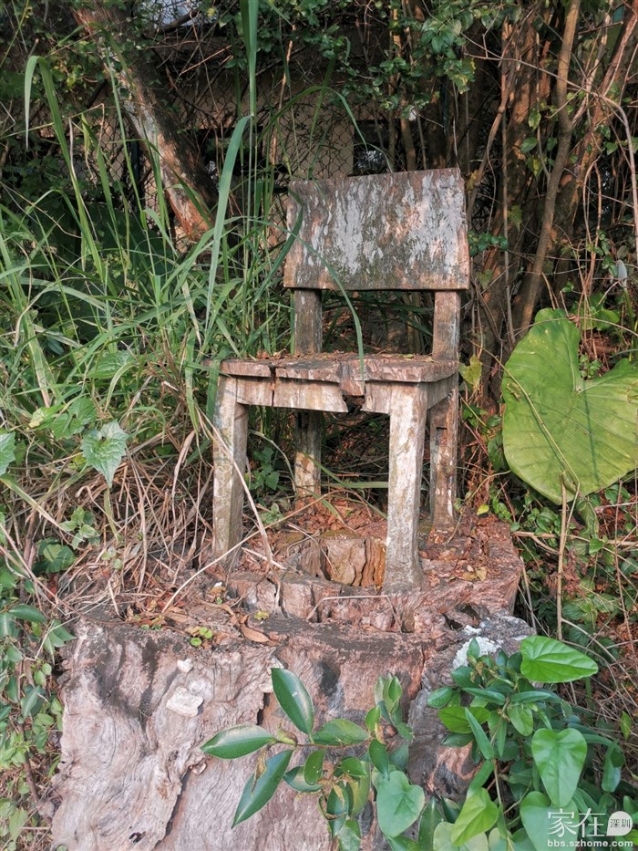 路边这凳子看着普通，但其实是在这原木上雕出来的，和树根是一体，搬不下来的哟。