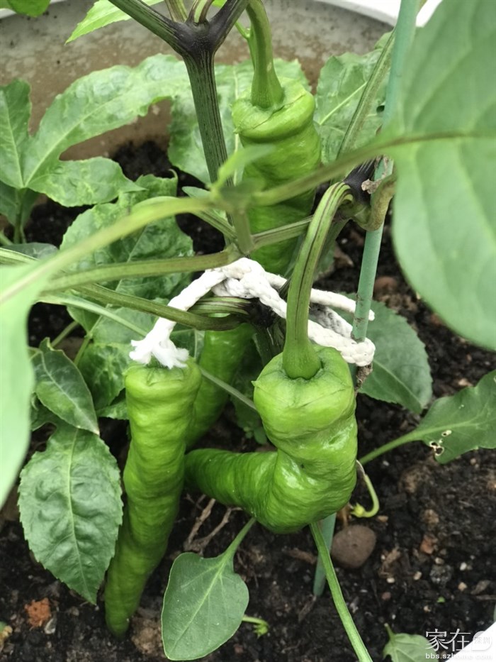 这个盆本来是种百香果的，顺便种了一颗辣椒，竟然结果了，百香果还是看样子