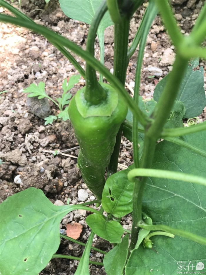 看到它，我想着辣椒炒鸡蛋🥚