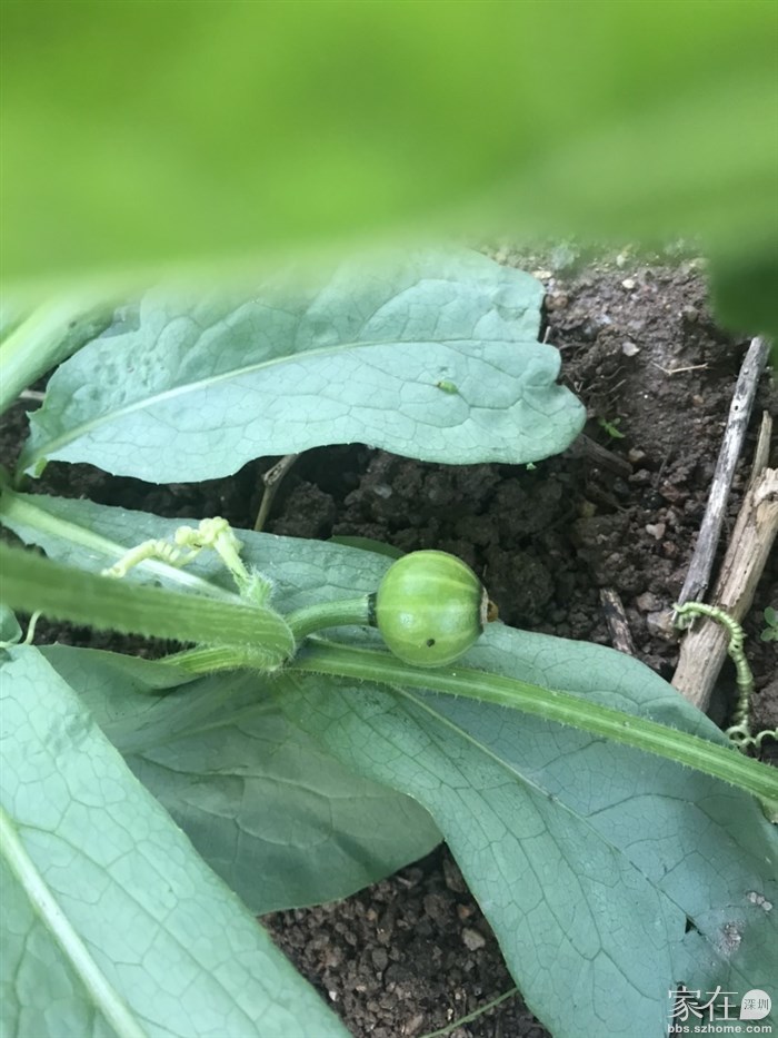 贝贝南瓜结果了