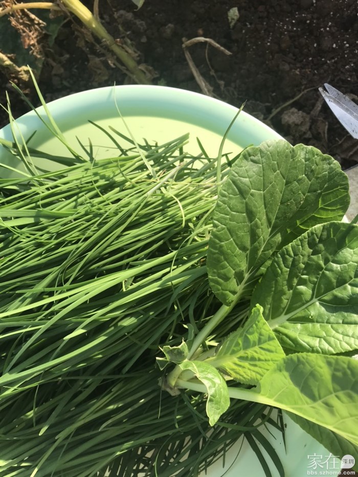 春天的韭菜，水灵灵的