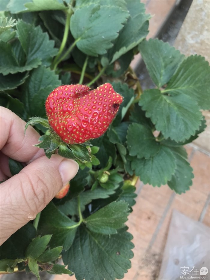 草莓🍓，给鸟吃剩了一个，赶紧摘了