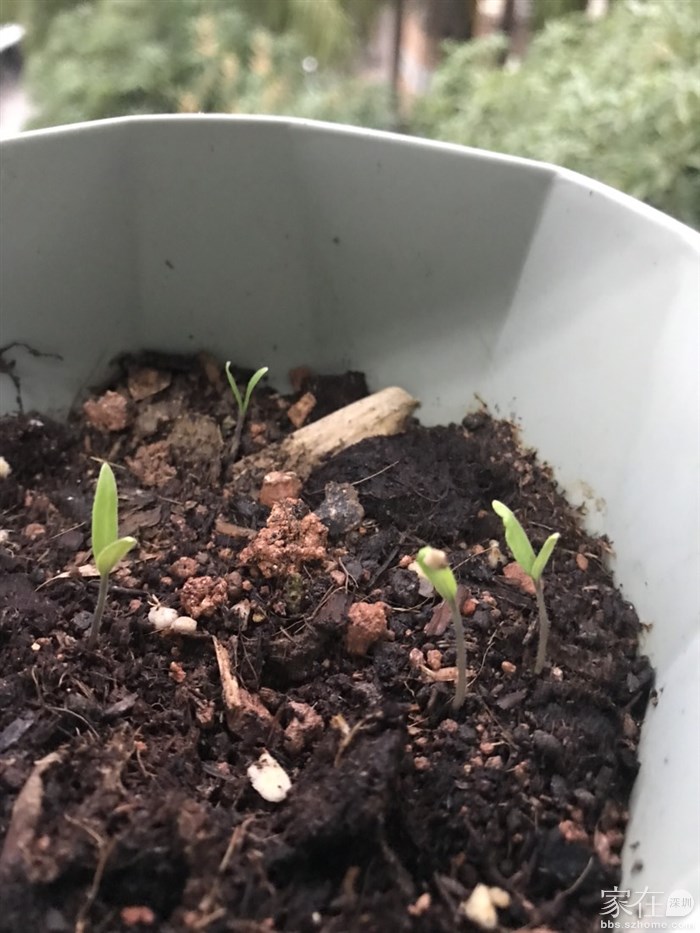 番茄苗刚刚长出来