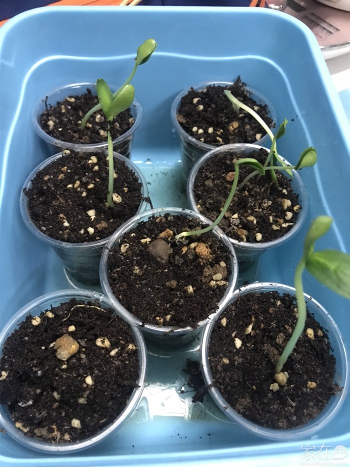 黄瓜育苗