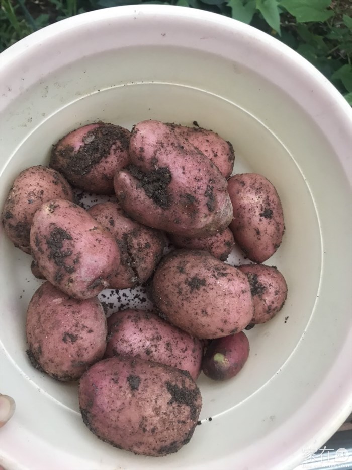 很新鲜，现挖现吃