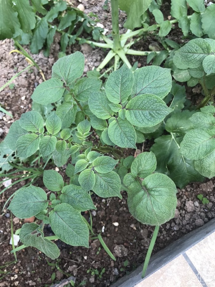 土豆长的很好