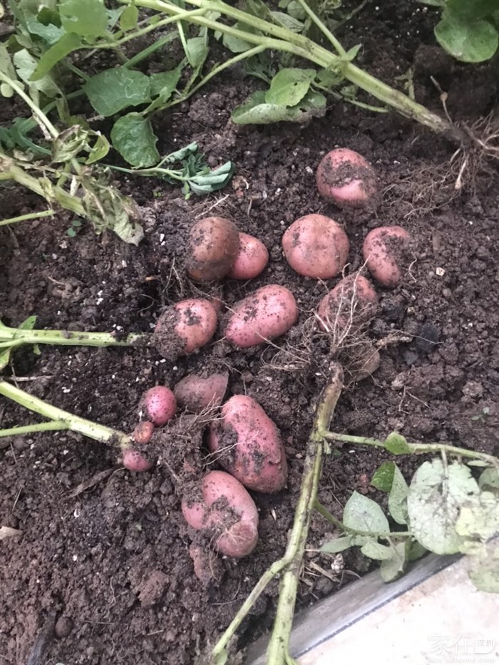 我种的云南土豆🥔，粉粉的，很好吃😋