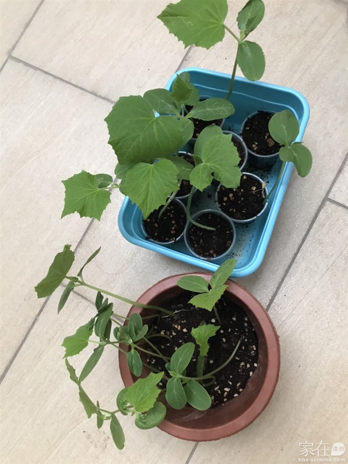 黄瓜苗和南瓜苗