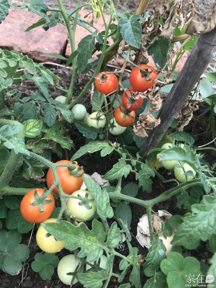 自己种的东西，不好看但是很安全