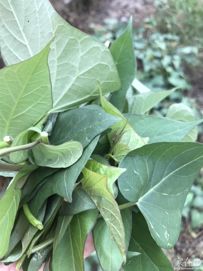 疫情期间，不能出门买菜的时候，没青菜的时候就直接摘点红薯叶吃