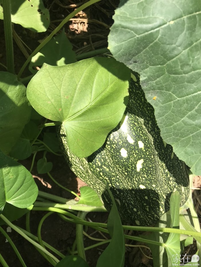 南瓜🎃，开了很多花只结了一个果，和邻居分享了，一人一半