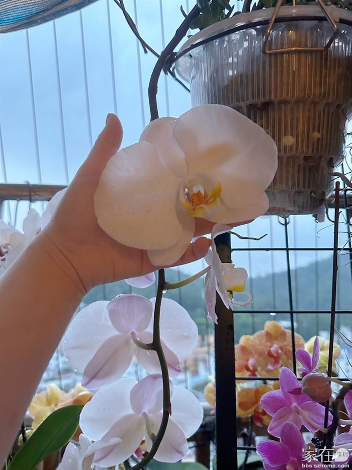 这个花型真的好大