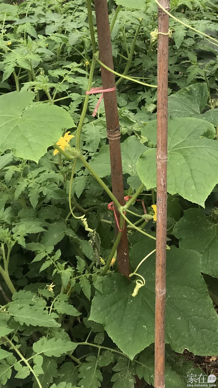雨天，瓜果长的很快