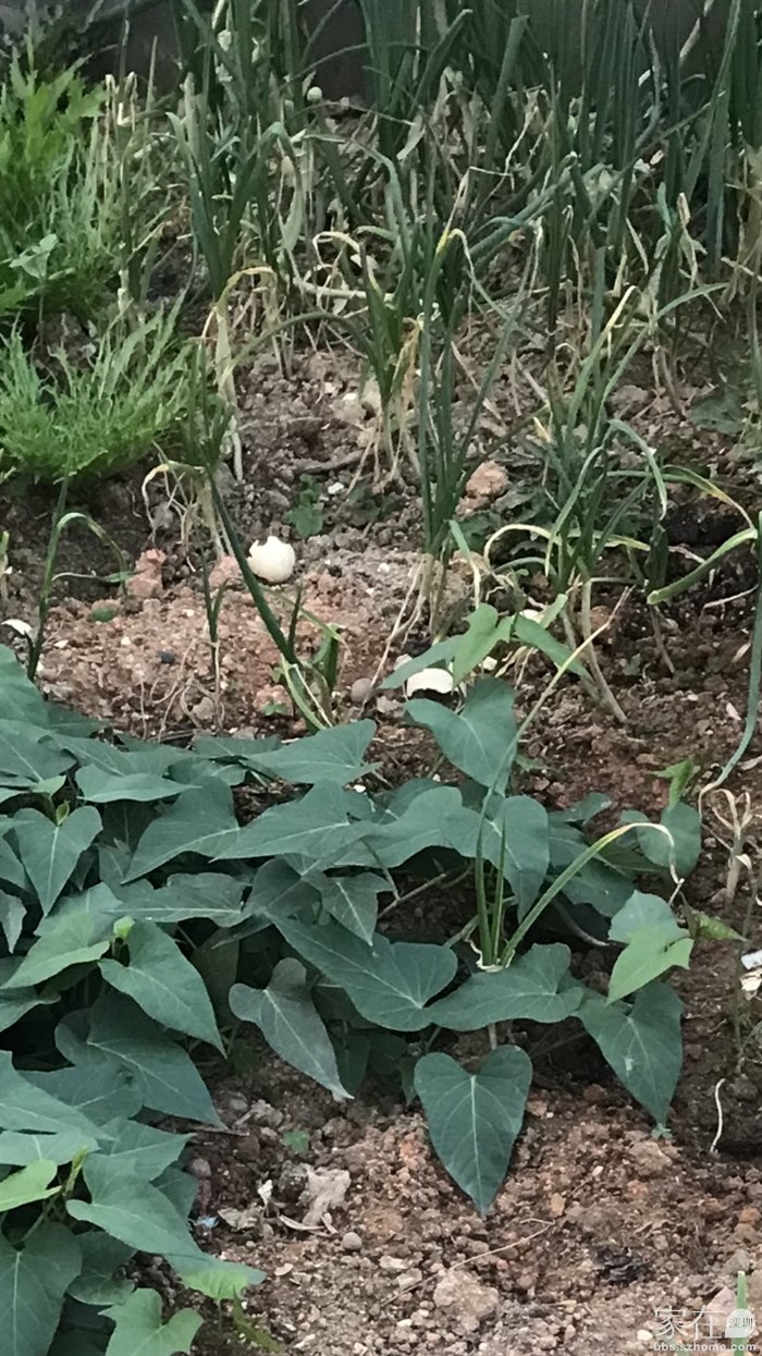 还种了一点葱，比较实用，做菜的时候摘两根，比较方便，邻居给了苦菊的苗，但是太苦了，后来拔了