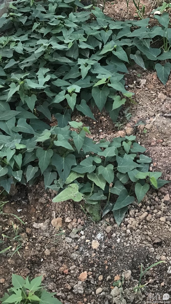 一开始就是找红薯叶来种，比较简单