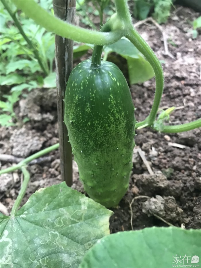小黄瓜日渐长大