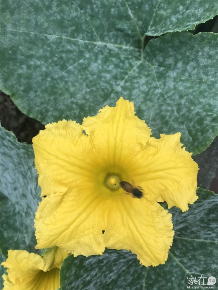 任何时候来到小花园，都简单它们的身影